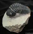 Big Arched Reedops Trilobite - Inches #1523-1